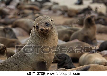 Stock Photo - Cape Cross fur seals: single female, close up detail, with colony beyond, Namibia, South West Africa. Fotosearch
