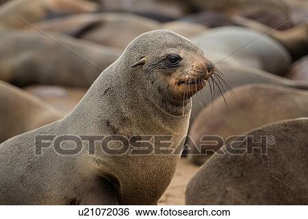 Stock Photograph - Cape Cross fur seals: single female, close up detail, with colony beyond, Namibia, South West Africa. Fotosearch