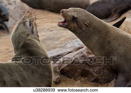 Cape Cross fur seals: two females fighting, close up detail, Namibia, South West Africa View Large Photo Image Stock Photo - Cape Cross fur seals: two females fighting, close up detail, Namibia, South West Africa. Fotosearch