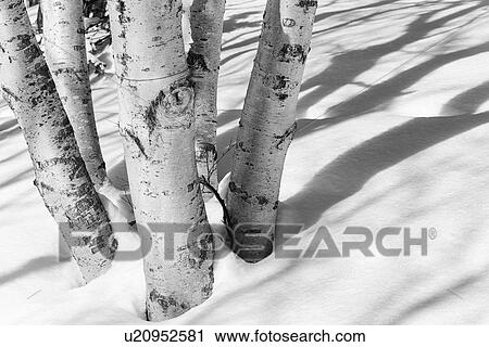 Stock Image - Close up monochrome of birch tree trunks casting shadows in the snow, Shiretoko National Park, Hokkaido, Japan. Fotosearch