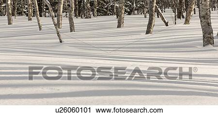 Stock Image - Close up of birch tree trunks casting shadows in the snow, Shiretoko national Park, Hokkaido, Japan. Fotosearch