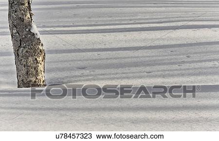 Close up of birch tree trunks casting shadows in the snow, Shiretoko national Park, Hokkaido, Japan View Large Photo Image Stock Image - Close up of birch tree trunks casting shadows in the snow, Shiretoko national Park, Hokkaido, Japan. Fotosearch
