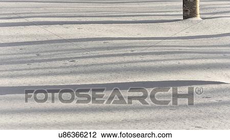 Close up of birch tree trunks casting shadows in the snow, Shiretoko national Park, Hokkaido, Japan View Large Photo Image Stock Image - Close up of birch tree trunks casting shadows in the snow, Shiretoko national Park, Hokkaido, Japan. Fotosearch