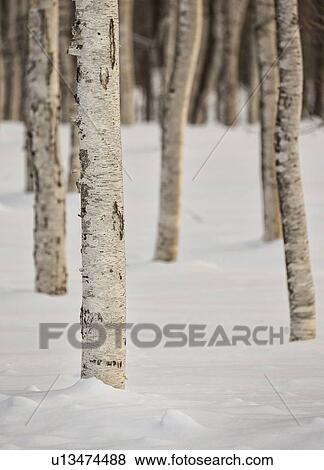 Close up of birch tree trunks casting shadows in the snow, monochrome, Shiretoko national Park, Hokkaido, Japan View Large Photo Image Stock Photo - Close up of birch tree trunks casting shadows in the snow, monochrome, Shiretoko national Park, Hokkaido, Japan. Fotosearch