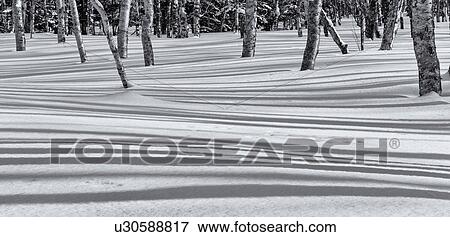 Close up of birch tree trunks casting shadows in the snow, monochrome, Shiretoko national Park, Hokkaido, Japan View Large Photo Image Stock Photo - Close up of birch tree trunks casting shadows in the snow, monochrome, Shiretoko national Park, Hokkaido, Japan. Fotosearch