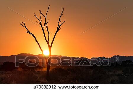 Dead camelthorn tree silhouetted against red sky and rising sun at sunrise in Sossusvlei, Namib desert, Namibia, South West Africa View Large Photo Image Stock Image - Dead camelthorn tree silhouetted against red sky and rising sun at sunrise in Sossusvlei, Namib desert, Namibia, South West Africa. Fotosearch