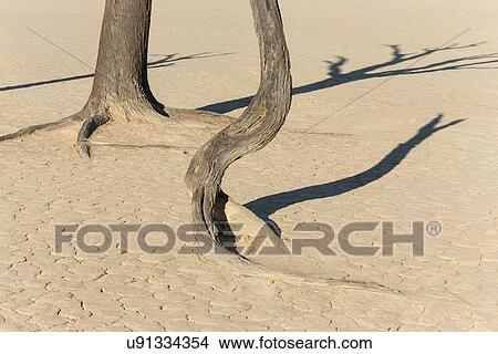 Picture - Dead camelthorn tree trunks and their shadows on pale claypan earth at sunrise in Deadvlei, Sossusvlei, Namib desert, Namibia, South West Africa. Fotosearch