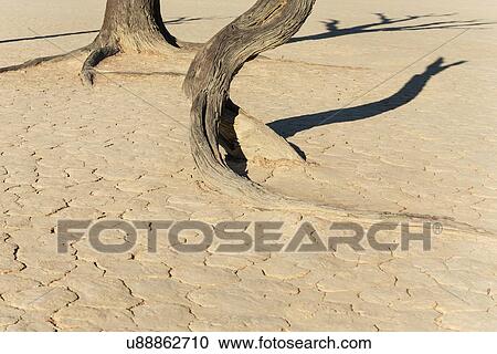 Stock Image - Dead camelthorn tree trunks and their shadows on pale claypan earth at sunrise in Deadvlei, Sossusvlei, Namib desert, Namibia, South West Africa. Fotosearch