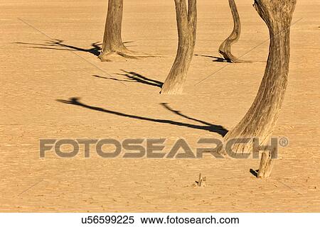 Dead camelthorn tree trunks and their shadows on pale claypan earth at sunrise in Deadvlei, Sossusvlei, Namib desert, Namibia, South West Africa View Large Photo Image Stock Photography - Dead camelthorn tree trunks and their shadows on pale claypan earth at sunrise in Deadvlei, Sossusvlei, Namib desert, Namibia, South West Africa. Fotosearch