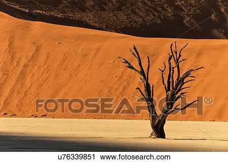 Dead camelthorn trees against red sand dunes of different shades at sunrise in Deadvlei, Sossusvlei, Namib desert, Namibia, South West Africa View Large Photo Image Stock Image - Dead camelthorn trees against red sand dunes of different shades at sunrise in Deadvlei, Sossusvlei, Namib desert, Namibia, South West Africa. Fotosearch