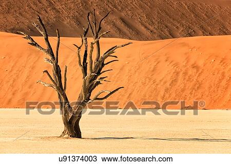 Stock Image - Dead camelthorn trees against red sand dunes of different shades at sunrise in Deadvlei, Sossusvlei, Namib desert, Namibia, South West Africa. Fotosearch