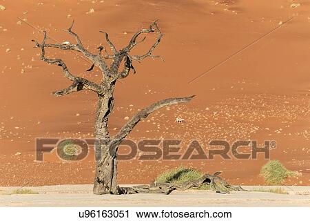 Stock Image - Dead camelthorn trees against red sand dunes at sunrise in Deadvlei, Sossusvlei, Namib desert, Namibia, South West Africa. Fotosearch