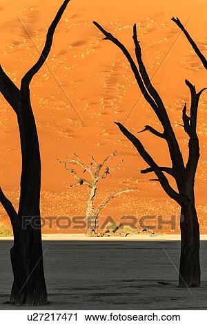 Stock Image - Dead camelthorn trees silhouetted against red sand dunes at sunrise in Deadvlei, Sossusvlei, Namib desert, Namibia, South West Africa. Fotosearch