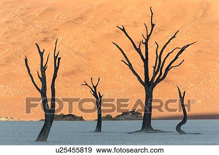 Stock Photo - Dead camelthorn trees silhouetted against red sand dunes at sunrise in Deadvlei, Sossusvlei, Namib desert, Namibia, South West Africa. Fotosearch