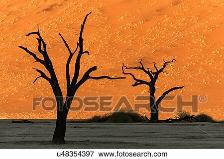 Dead camelthorn trees silhouetted against red sand dunes at sunrise in Deadvlei, Sossusvlei, Namib desert, Namibia, South West Africa View Large Photo Image Stock Photo - Dead camelthorn trees silhouetted against red sand dunes at sunrise in Deadvlei, Sossusvlei, Namib desert, Namibia, South West Africa. Fotosearch