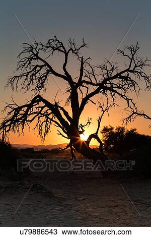 Dead tree silhouetted against red sky and rising sun with sunburst at sunrise in Sossusvlei, Namib desert, Namibia, South West Africa View Large Photo Image Stock Image - Dead tree silhouetted against red sky and rising sun with sunburst at sunrise in Sossusvlei, Namib desert, Namibia, South West Africa. Fotosearch