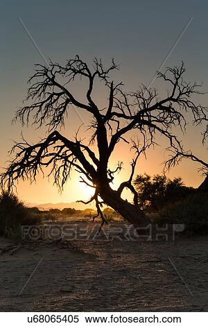 Stock Photography - Dead tree silhouetted against red sky and rising sun at sunrise in Sossusvlei, Namib desert, Namibia, South West Africa. Fotosearch