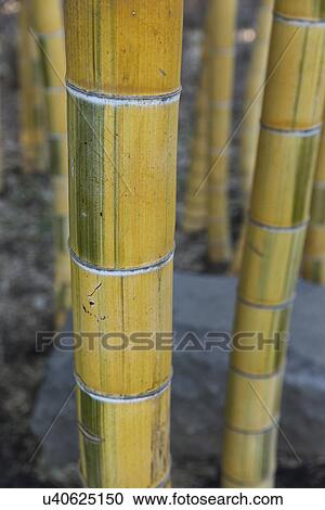 Stock Image - Detail of bamboo shoots with yellow and green shoots, rectangular markings, Imperial Palace, Tokyo, Japan. Fotosearch