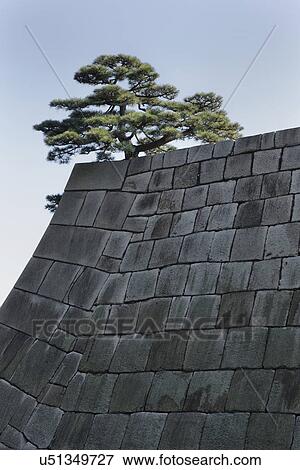 East Garden wall of Tengshudai Donjon Base built in traditional 19th century Shogun Japanese style, with single tree growing at top, in contrast against huge stonework, detail, Imperial Palace, Tokyo, Japan View Large Photo Image Stock Photo - East Garden wall of Tengshudai Donjon Base built in traditional 19th century Shogun Japanese style, with single tree growing at top, in contrast against huge stonework, detail, Imperial Palace, Tokyo, Japan. Fotosearch