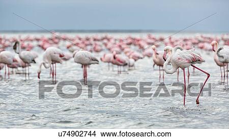 Flock of flamingoes wading in shallow sea water at Walvis Bay with single flamingo wading in front, Namibia, South West Africa View Large Photo Image Picture - Flock of flamingoes wading in shallow sea water at Walvis Bay with single flamingo wading in front, Namibia, South West Africa. Fotosearch