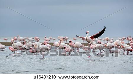 Flock of flamingoes wading in shallow sea water at Walvis Bay with single flamingo flying in front, Namibia, South West Africa View Large Photo Image Stock Image - Flock of flamingoes wading in shallow sea water at Walvis Bay with single flamingo flying in front, Namibia, South West Africa. Fotosearch