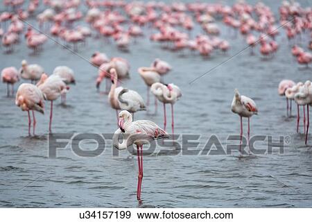 Stock Photo - Flock of flamingoes wading in shallow sea water at Walvis Bay with single flamingo standing in front, Namibia, South West Africa. Fotosearch