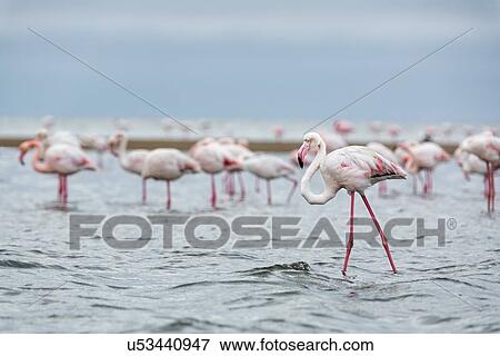 Flock of flamingoes wading in shallow sea water at Walvis Bay with single flamingo wading in front, Namibia, South West Africa View Large Photo Image Stock Photo - Flock of flamingoes wading in shallow sea water at Walvis Bay with single flamingo wading in front, Namibia, South West Africa. Fotosearch