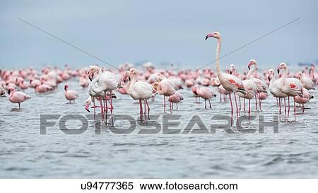 Flock of flamingoes wading in shallow sea water at Walvis Bay with single flamingo standing in front, Namibia, South West Africa View Large Photo Image Stock Photography - Flock of flamingoes wading in shallow sea water at Walvis Bay with single flamingo standing in front, Namibia, South West Africa. Fotosearch