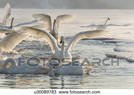 Stock Image - Flock of Whooper swans flying into water channel beside frozen lake in late afternoon golden sunlight with steam rising, Lake Kussharo, Hokkaido, Japan. Fotosearch