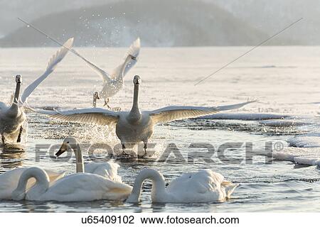 Stock Image - Flock of Whooper swans flying into water channel beside frozen lake in late afternoon golden sunlight with steam rising, Lake Kussharo, Hokkaido, Japan. Fotosearch