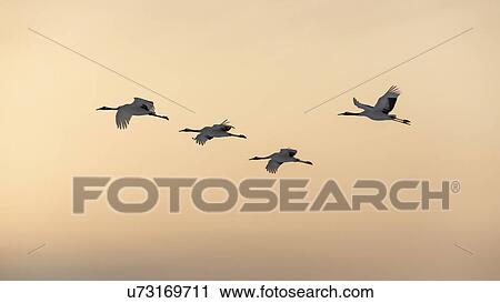 Stock Image - Four Red Crowned Cranes flying in sunset orange sky, side view, Akan, Hokkaido, Japan. Fotosearch