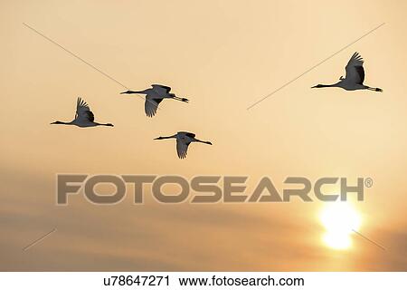 Stock Image - Four Red Crowned Cranes flying in sunset orange sky with sun setting, side view, Akan, Hokkaido, Japan. Fotosearch