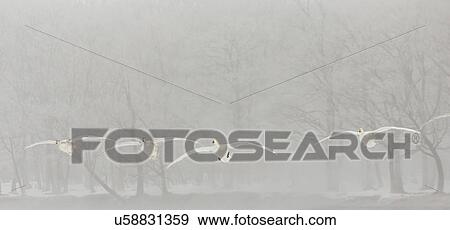 Stock Photo - Four Whooper swans flying over frozen lake in early morning mist with trees in background, frontal view, Lake Kussharo, Hokkaido, Japan. Fotosearch