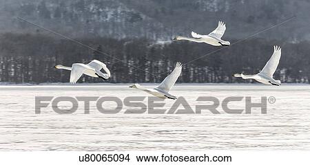 Picture - Four Whooper swans in flight over snowy frozen lake, with hills beyond, Lake Kussharo, Hokkaido, Japan. Fotosearch