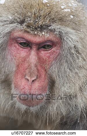 Frontal closeup of adult Japanese Macaque (snow monkey), head dotted with snow, Nagano, Japan View Large Photo Image Stock Photo - Frontal closeup of adult Japanese Macaque (snow monkey), head dotted with snow, Nagano, Japan. Fotosearch