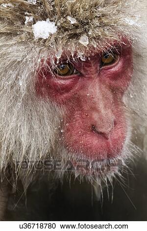 Stock Image - Frontal-oblique view closeup of adult Japanese Macaque (snow monkey) face with head dotted with snow, Nagano, Japan. Fotosearch