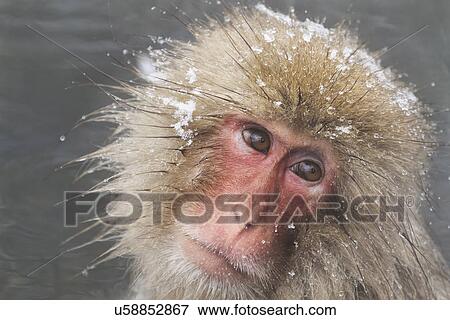 Frontal-oblique view closeup of adult Japanese Macaque (snow monkey) in pool, with head dotted with snow, and shoulders visible above water, Nagano, Japan View Large Photo Image Stock Photo - Frontal-oblique view closeup of adult Japanese Macaque (snow monkey) in pool, with head dotted with snow, and shoulders visible above water, Nagano, Japan. Fotosearch