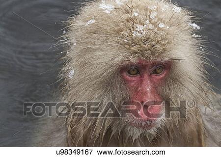 Stock Photo - Frontal-oblique view closeup of adult Japanese Macaque (snow monkey) in pool, with head dotted with snow, and shoulders visible above water, Nagano, Japan. Fotosearch