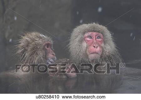 Frontal-oblique view closeup of Japanese Macaque (snow monkey) family soaking in pool, with head and shoulders visible above water; adult, young, and baby, with snow falling, Nagano, Japan View Large Photo Image Stock Image - Frontal-oblique view closeup of Japanese Macaque (snow monkey) family soaking in pool, with head and shoulders visible above water; adult, young, and baby, with snow falling, Nagano, Japan. Fotosearch
