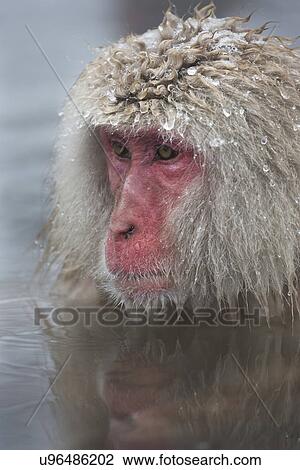 Frontal-oblique view closeup of Japanese Macaque (snow monkey) adult soaking in pool, with head visible, reflection in water, Nagano, Japan View Large Photo Image Stock Image - Frontal-oblique view closeup of Japanese Macaque (snow monkey) adult soaking in pool, with head visible, reflection in water, Nagano, Japan. Fotosearch
