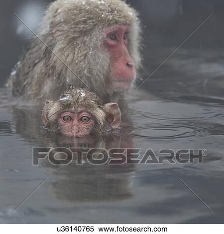 Stock Photography - Frontal-oblique view closeup of Japanese Macaque (snow monkey) adult and baby soaking in pool, with head and shoulders visible, with reflection in water, Nagano, Japan. Fotosearch