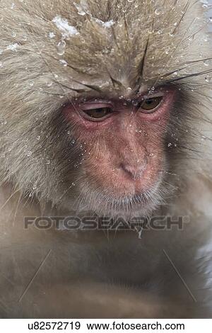 Stock Photo - Frontal-oblique view closeup of young Japanese Macaque (snow monkey) soaking in pool, with head visible, reflection in water, Nagano, Japan. Fotosearch