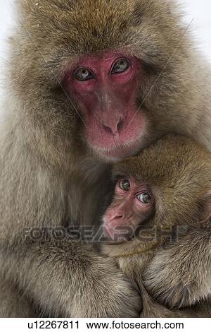 Stock Image - Frontal view closeup of adult Japanese Macaque (snow monkey) cuddling baby, Nagano, Japan. Fotosearch
