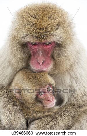 Stock Image - Frontal view closeup of adult Japanese Macaque (snow monkey) cuddling baby, Nagano, Japan. Fotosearch