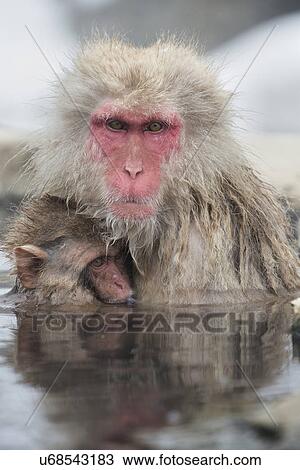 Frontal view closeup of adult Japanese Macaque (snow monkey) in pool, nursing baby, with heads and faces reflected in water, Nagano, Japan View Large Photo Image Stock Image - Frontal view closeup of adult Japanese Macaque (snow monkey) in pool, nursing baby, with heads and faces reflected in water, Nagano, Japan. Fotosearch