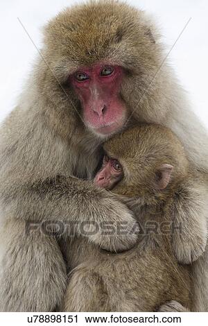 Frontal view closeup of adult Japanese Macaque (snow monkey) cuddling baby, Nagano, Japan View Large Photo Image Stock Image - Frontal view closeup of adult Japanese Macaque (snow monkey) cuddling baby, Nagano, Japan. Fotosearch