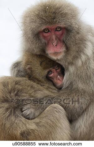 Frontal view closeup of adult Japanese Macaque (snow monkey) cuddling baby, Nagano, Japan View Large Photo Image Stock Photography - Frontal view closeup of adult Japanese Macaque (snow monkey) cuddling baby, Nagano, Japan. Fotosearch