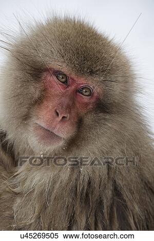 Stock Photography - Frontal view closeup of Japanese Macaque (snow monkey) head and shoulders, 'posing' for portrait, Nagano, Japan. Fotosearch