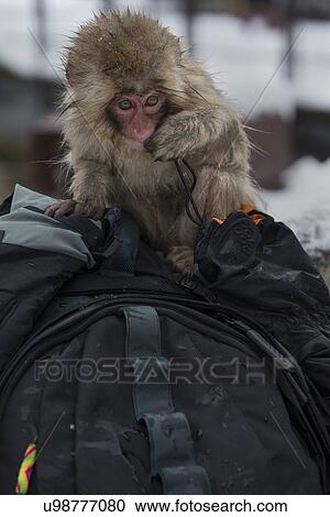 Stock Image - Frontal view of young Japanese Macaque (snow monkey) climbing on black camera backpack and chewing at cords, Nagano, Japan. Fotosearch