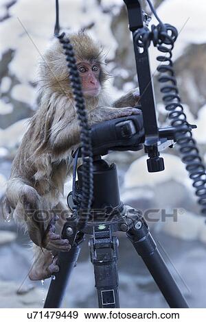 Stock Photo - Frontal view of young Japanese Macaque (snow monkey) climbing on black camera tripod, surrounded by hanging cords, Nagano, Japan. Fotosearch